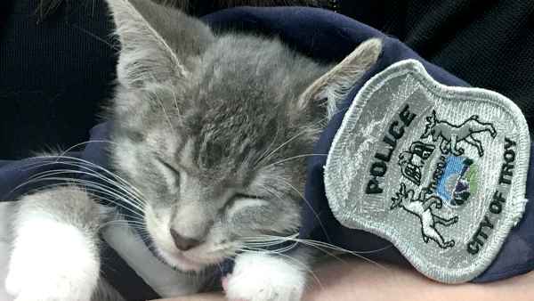 Pawfficer-Donut