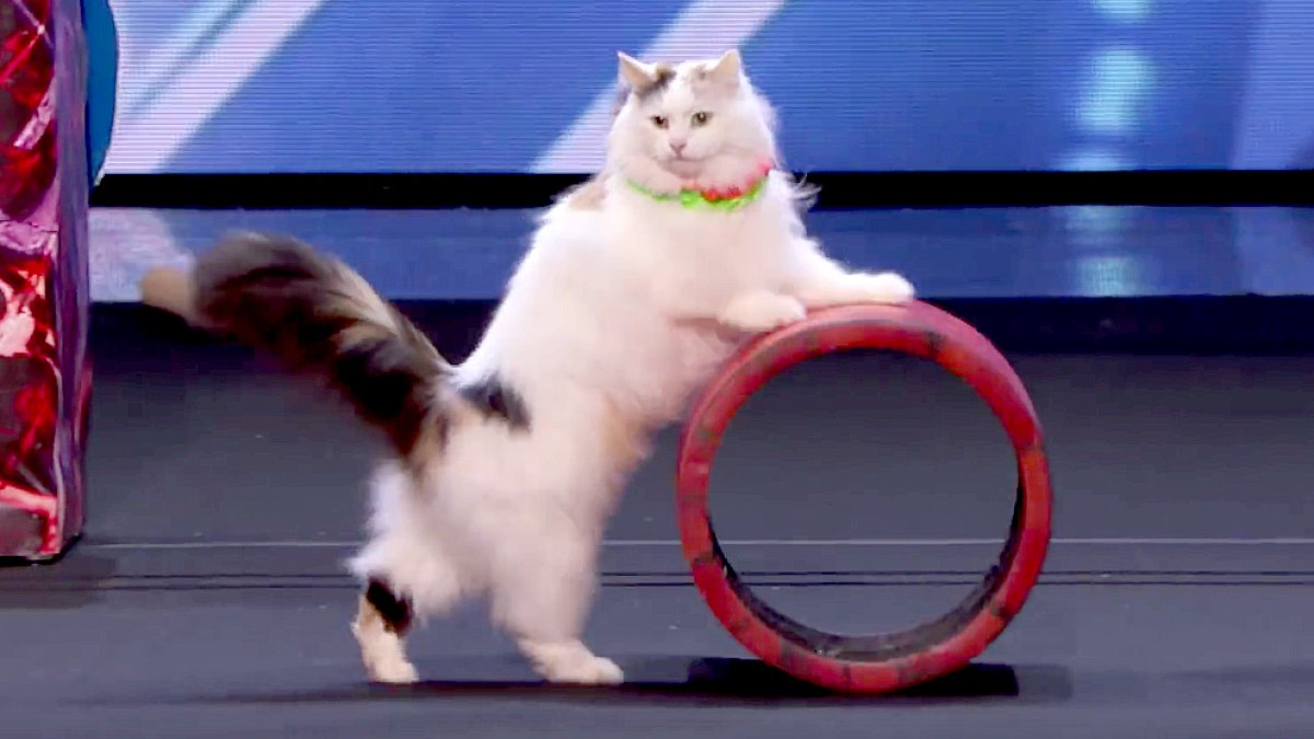 The Savitsky Cats on America's Got Talent