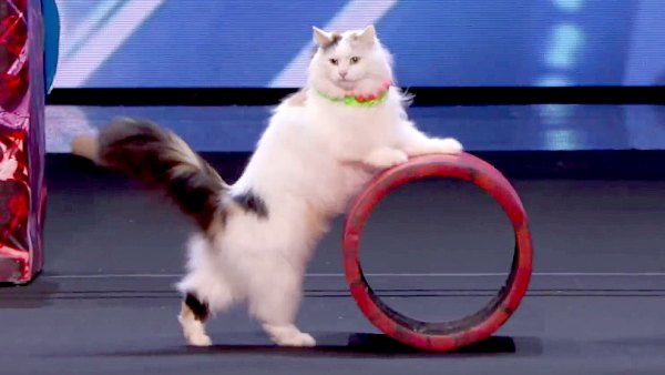 The Savitsky Cats on America's Got Talent