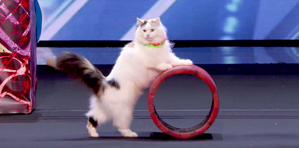America's Got Talent' Judges Me-Wowed by Amazing Cats