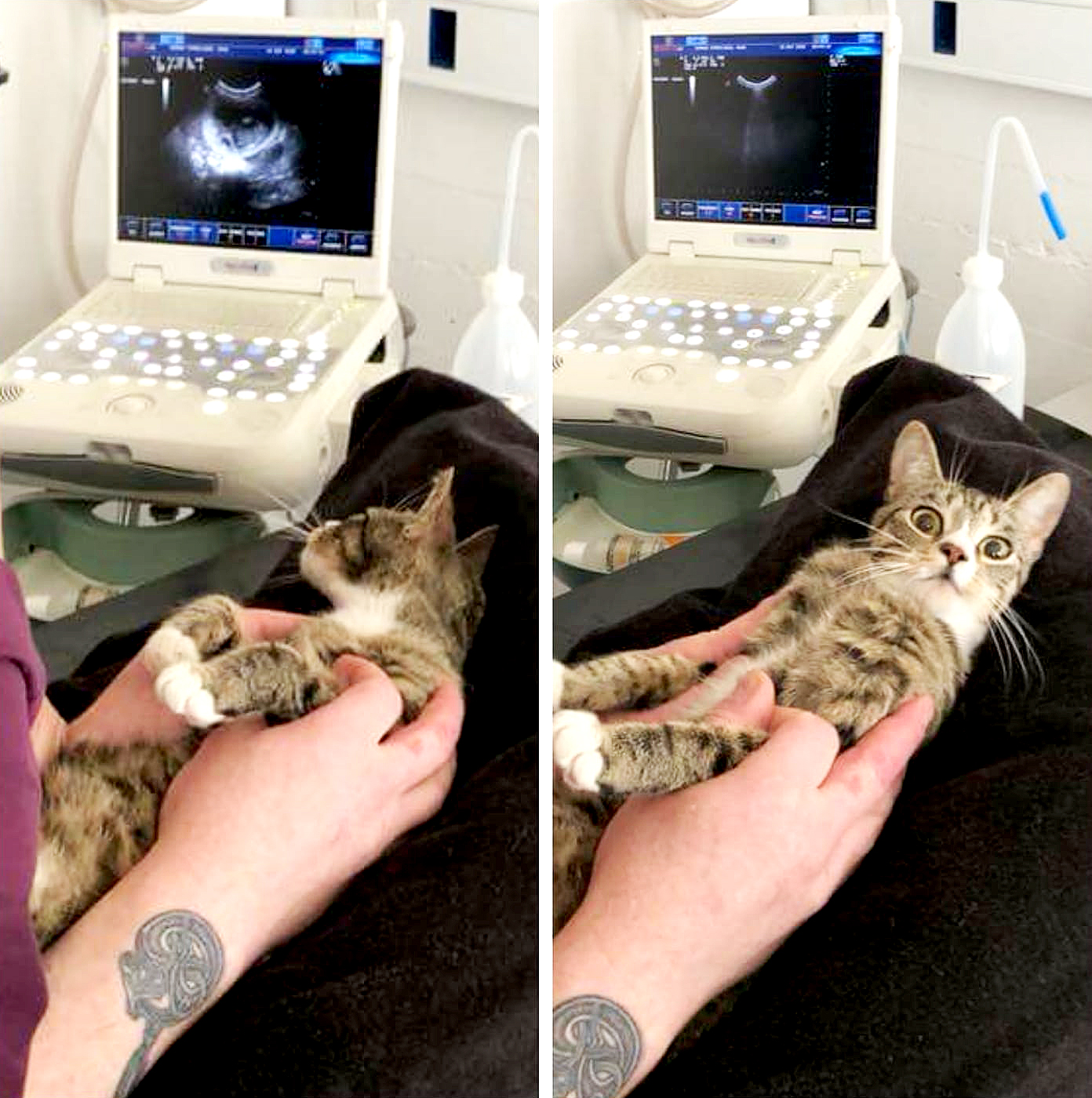 Cat Shocked to Find She’s Pregnant