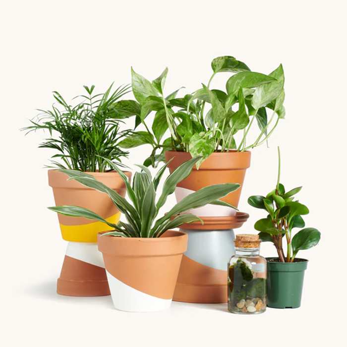 unique-wedding-gifts-horti-plant-subscription