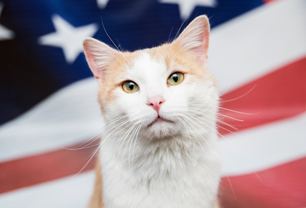 Best-Friends-Animal-Society-campaign