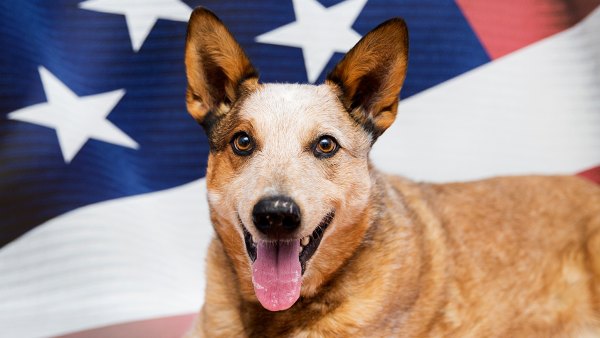 Best-Friends-Animal-Society-campaign