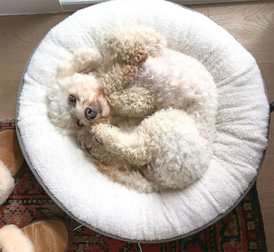 Grant Gustin's dog