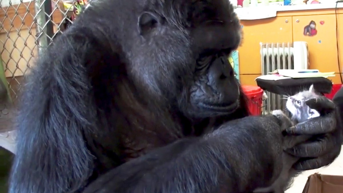Koko the Gorilla