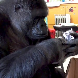 Koko the Gorilla