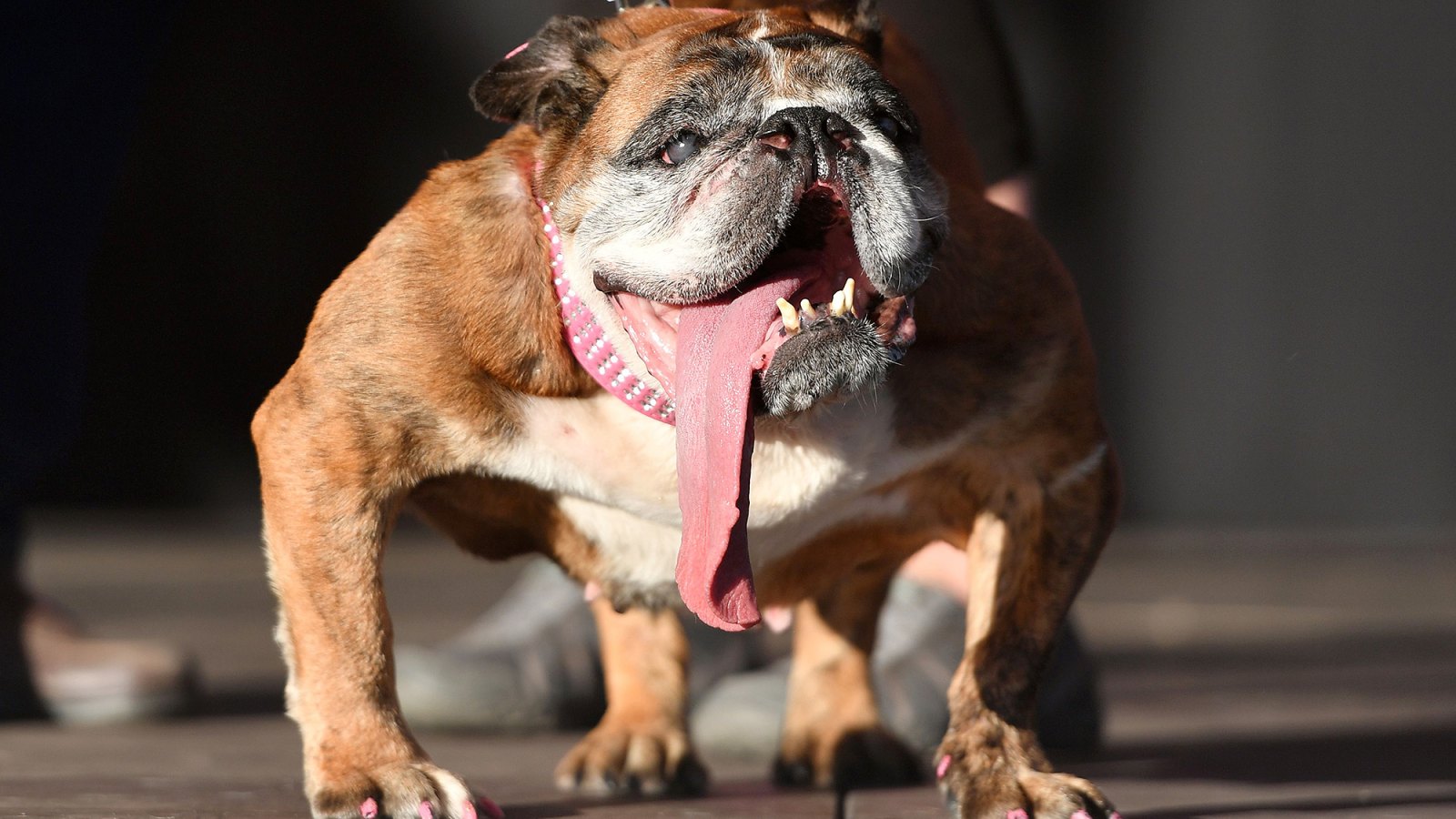 Zsa Zsa, English Bulldog, Winner, World's Ugliest Dog Competition
