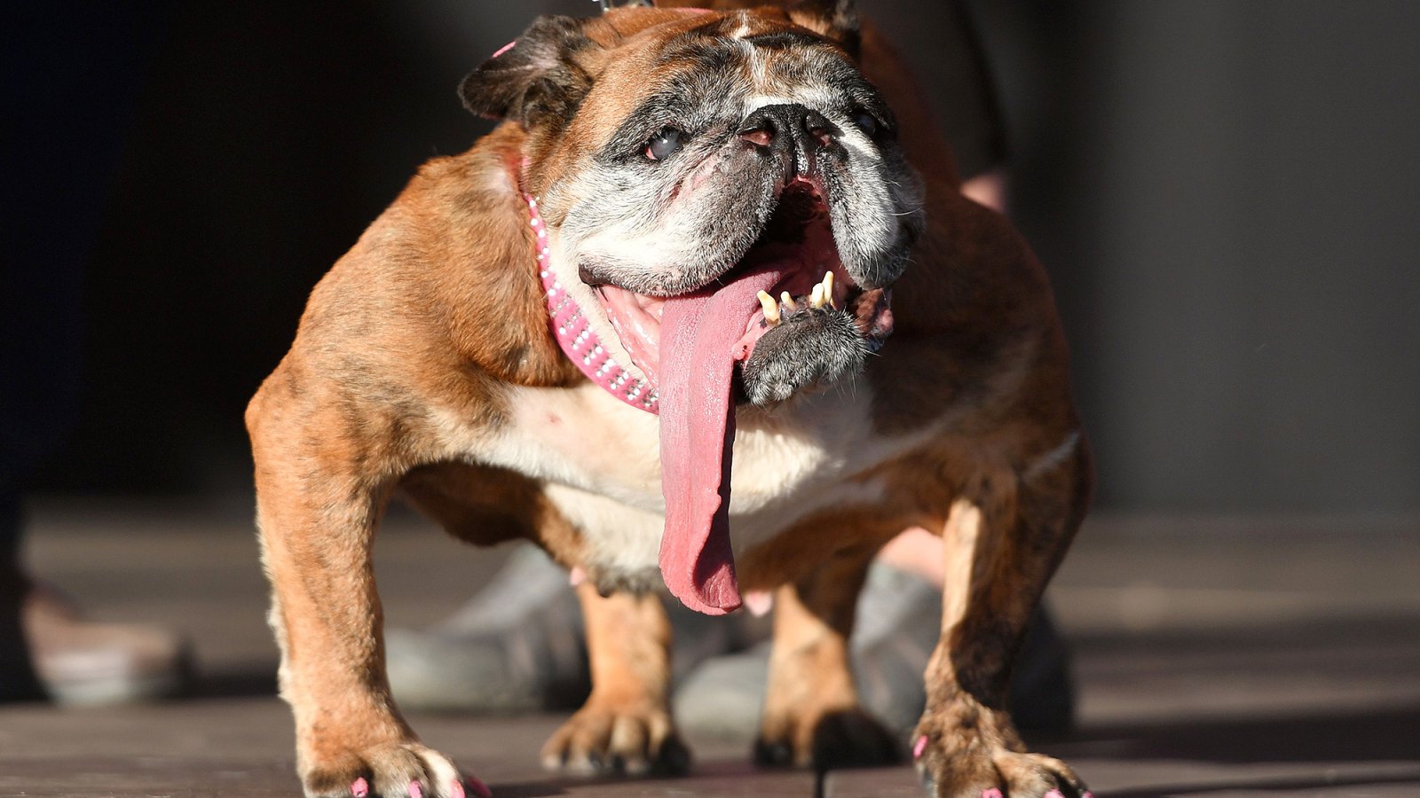 Zsa Zsa The Bulldog Is Named The World s Ugliest Dog Us Weekly zsa-zsa-the-bulldog-is-named-the-world-s-ugliest-dog-us-weekly