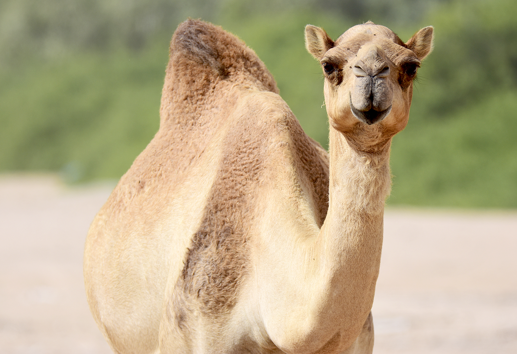 camel-milk