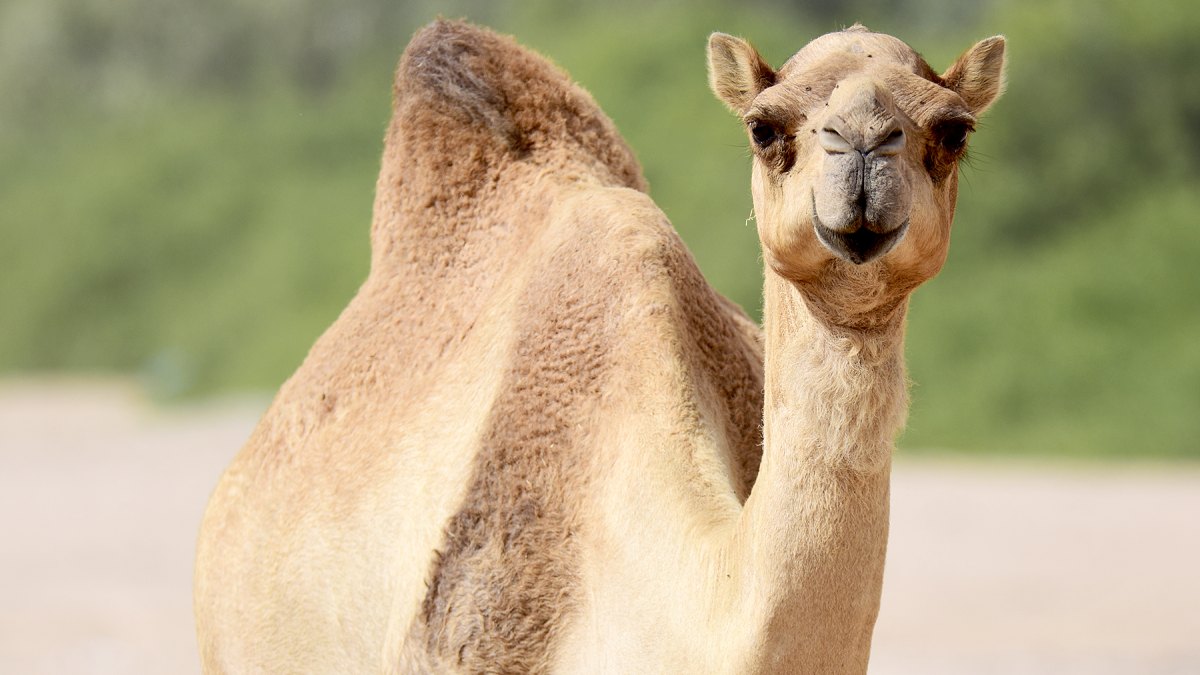 camel-milk