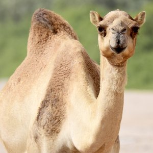 camel-milk