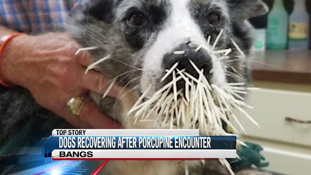 dog porcupine encounter