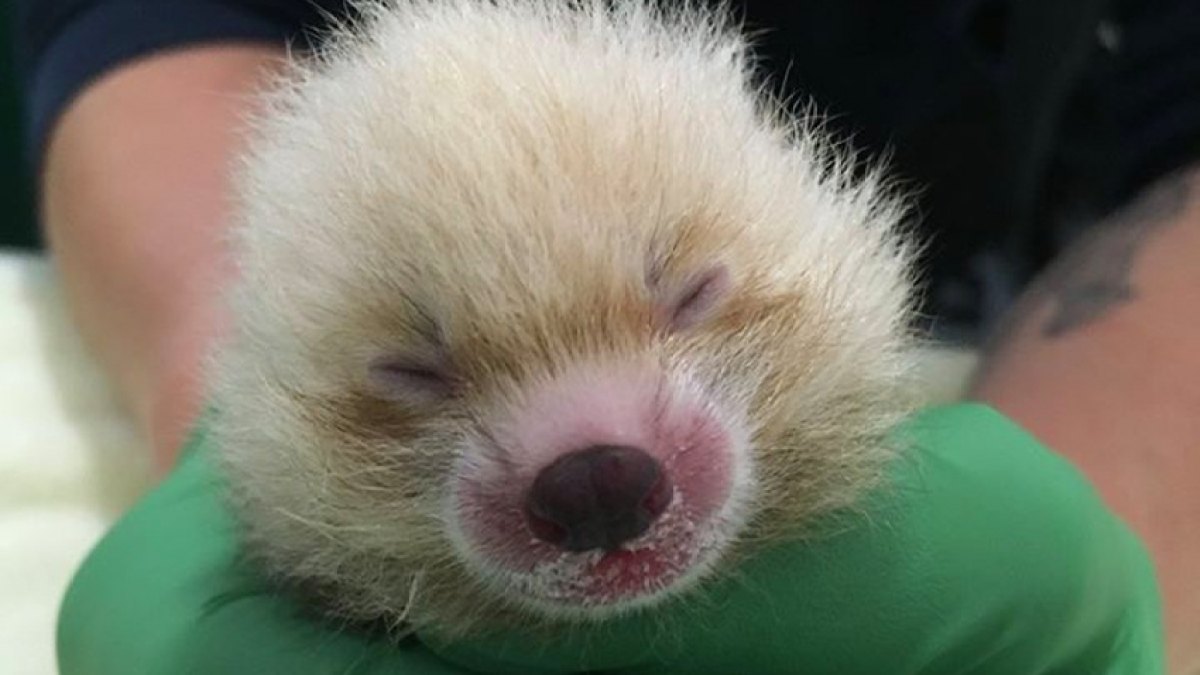 Red Panda Cub