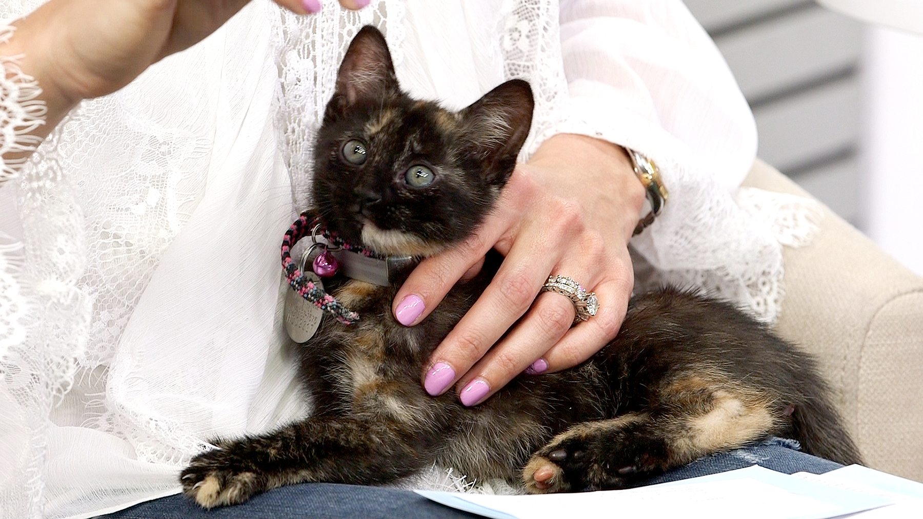 Help These Cuddly Kittens Find Their Homes!