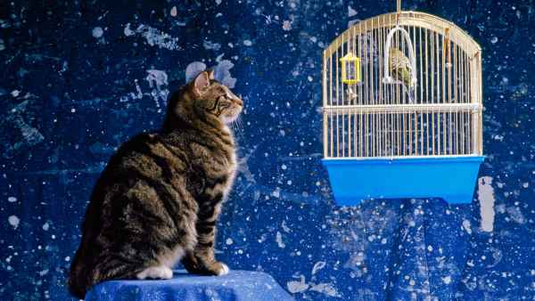 Parakeet Cat