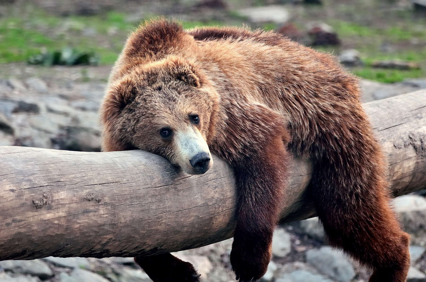 bear-drinks-margarita