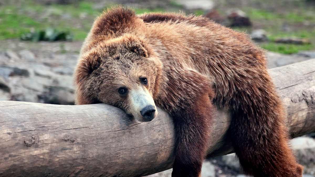 bear-drinks-margarita