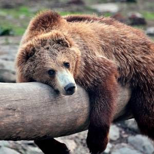 bear-drinks-margarita