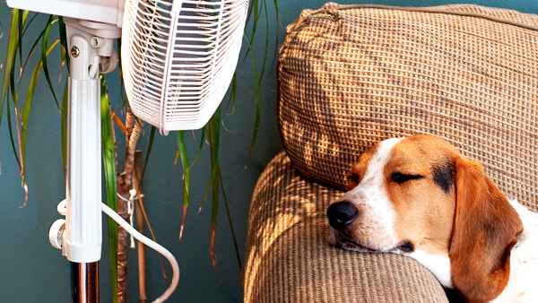 A dog stays cool by a fan.