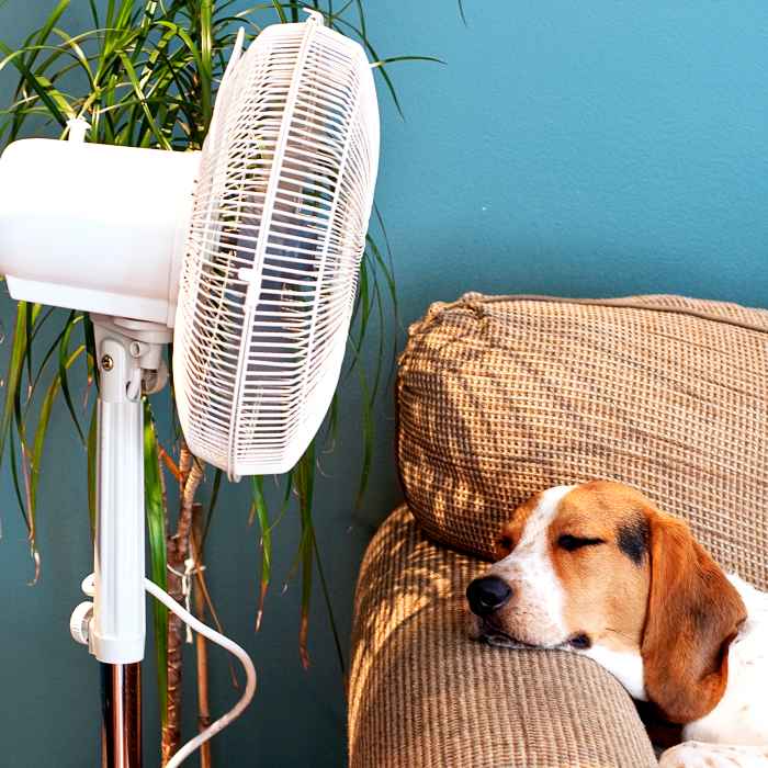 A dog stays cool by a fan.