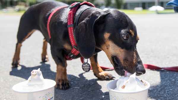 PetSmart celebrates National Ice Cream Day