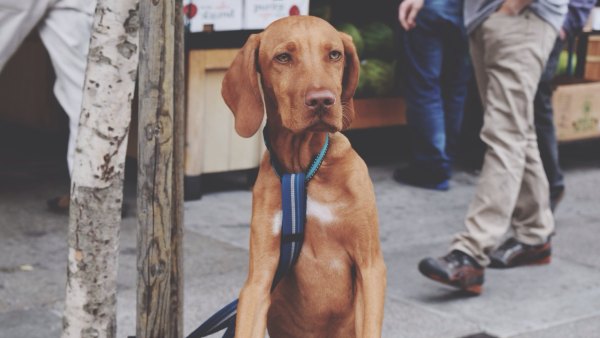 Dog Tied To Wooden Pole On Footpath