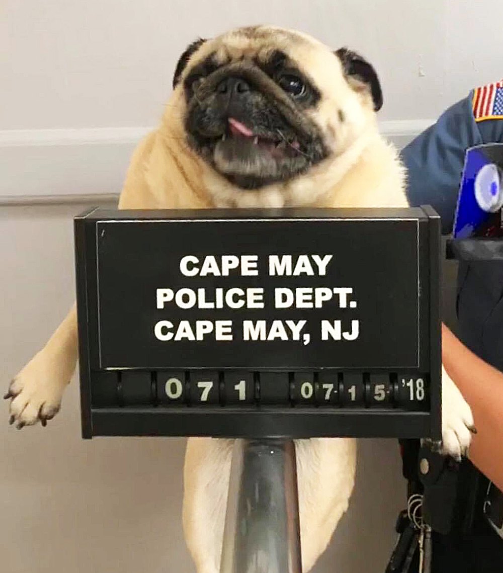 Pug Mugshot Cape May Police Department
