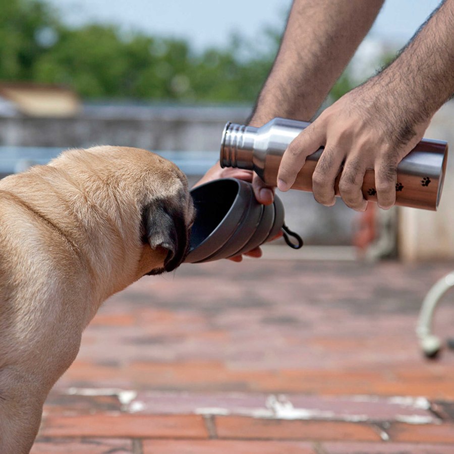 pet summer essentials