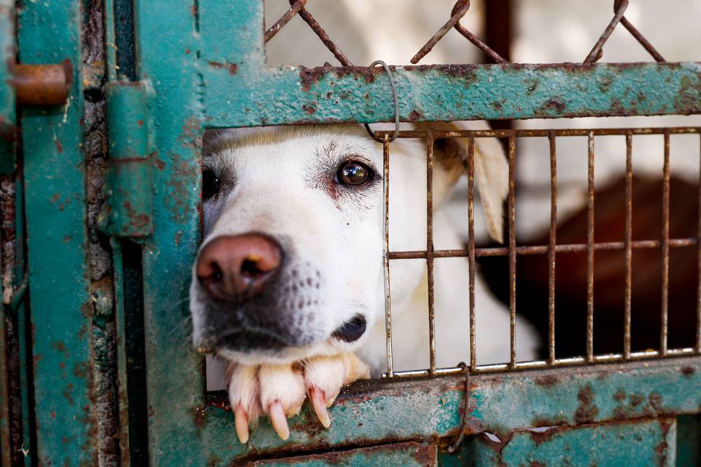 Clear the Shelters Wants to Help All Animals in Need Find Homes