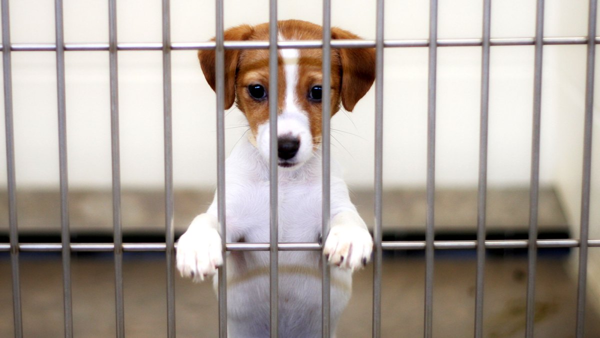 Clear the Shelters Wants to Help All Animals in Need Find Homes