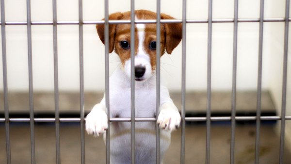 Clear the Shelters Wants to Help All Animals in Need Find Homes