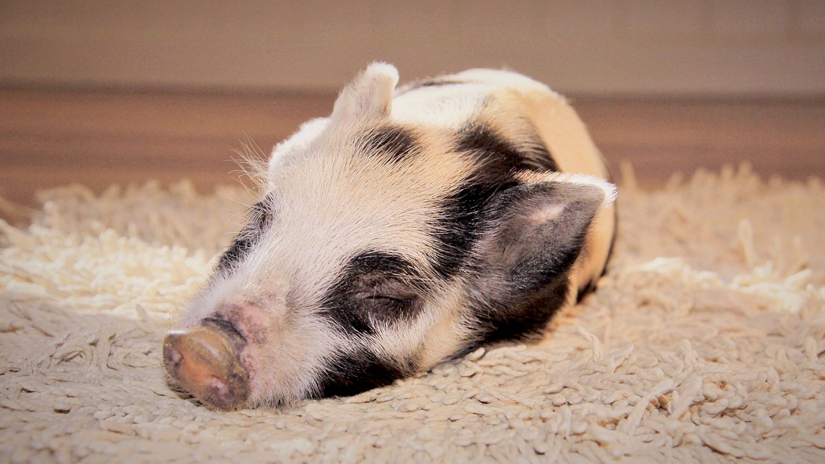 Dumplin-the-Pig