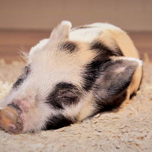 Dumplin-the-Pig