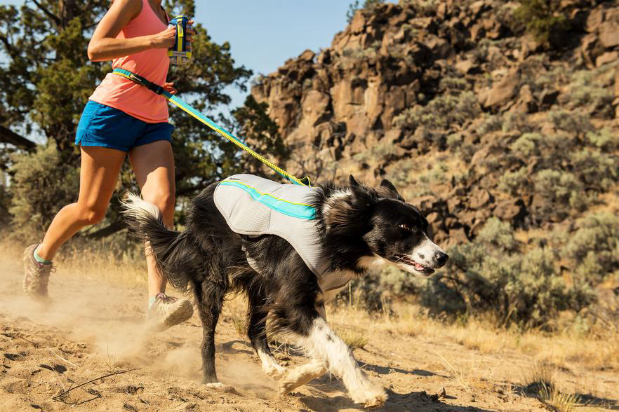 pet summer essentials