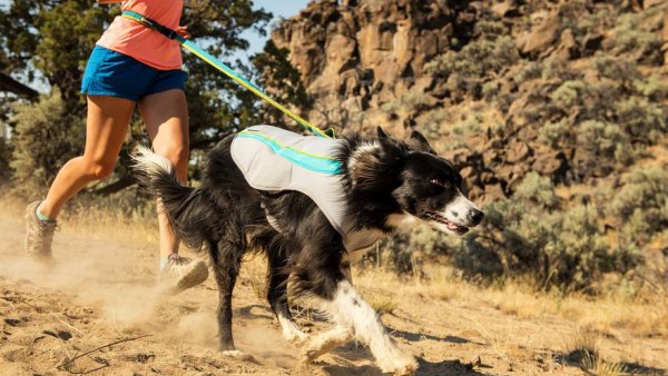 pet summer essentials