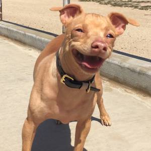 Tuna the Chiweenie