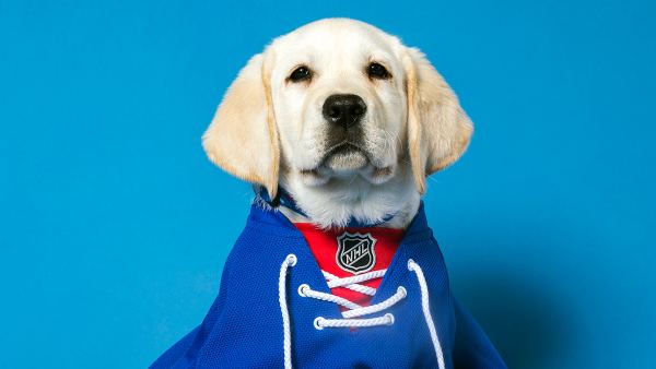 Autism Service Dog New York Rangers