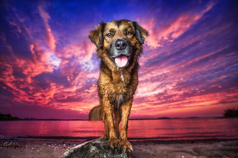 Pet Photographer Highlights Dogs in Shelters