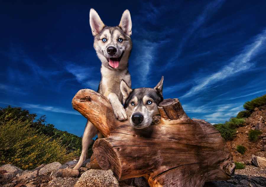 Pet Photographer Highlights Dogs in Shelters
