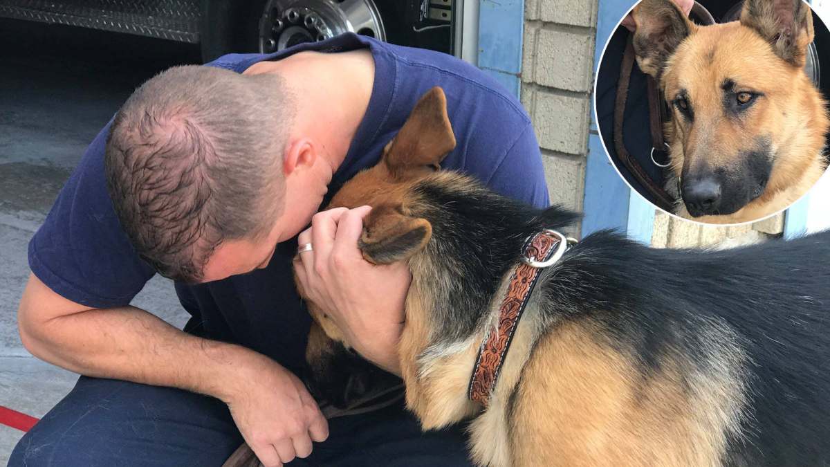 Mendo rescue dog