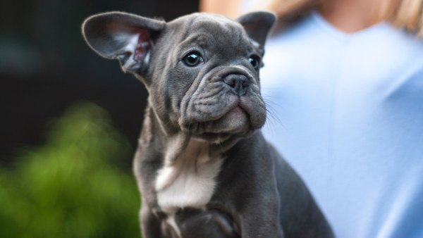 French Bulldog Pop-Up Café in London Serves Dogs Puguccinos and Pupcakes