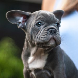 French Bulldog Pop-Up Café in London Serves Dogs Puguccinos and Pupcakes