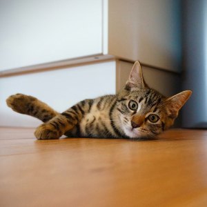 happy cat