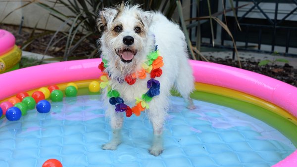 Hallmark Channel's Happy the Dog Hosts Backyard BBQ for Ronald McDonald House Kids