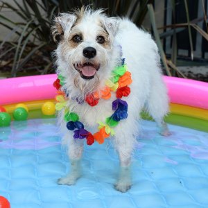 Hallmark Channel's Happy the Dog Hosts Backyard BBQ for Ronald McDonald House Kids