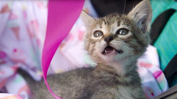 kitten-gender-reveal