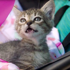 kitten-gender-reveal