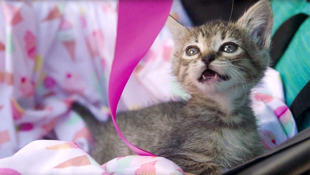 kitten-gender-reveal