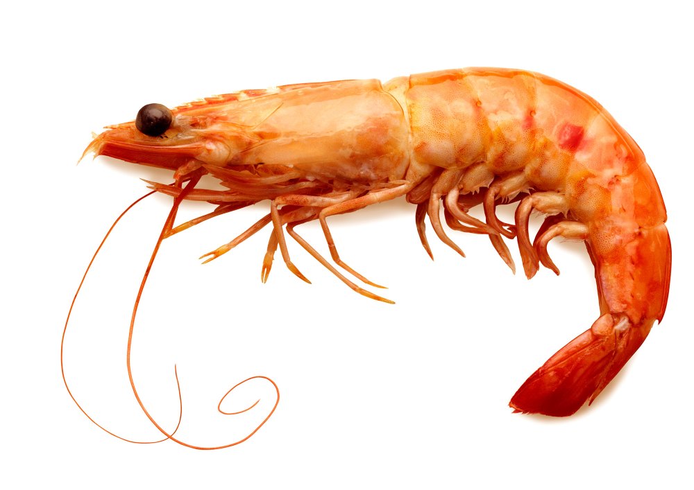 madewell sustainable jeans shrimp shells